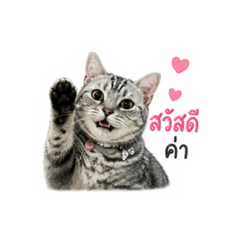 kunchai chayrungsee_20260501193731