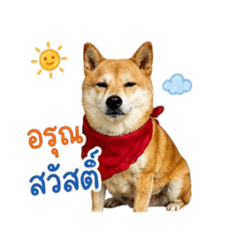 Salmon The Shiba V.1