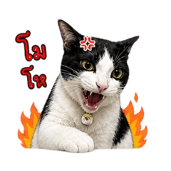 PANDA THE CATTTT