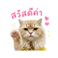 Cat_20260501195129