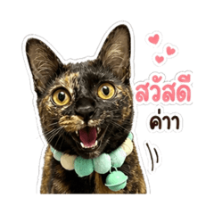 Khao-Kham Cat