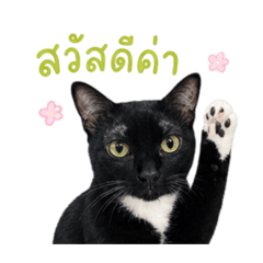 WetmonMeaw_20260501195512