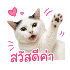 citty meow