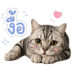 Bibipenmaew