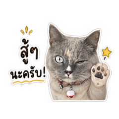 Toro buchi the cat