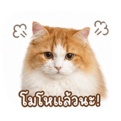 YuzuTheCat