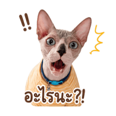 LEO cat cute