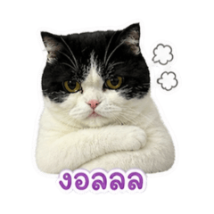 noey_20260501202152