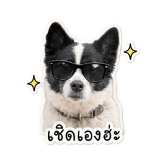 Mr.Cherd Bangkeaw Dog