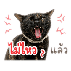 SiiS_fullmoon_20260501203047