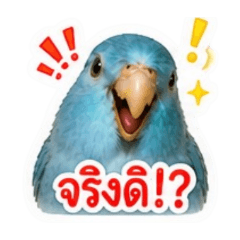 sarawut jaisaard_20260501203322