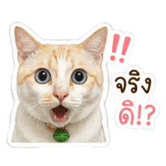 Coconut's mom_20260501203614