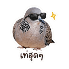 Phamee_20260501203634