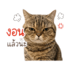 Tigger.boyz v.1