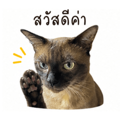The siamesecatts