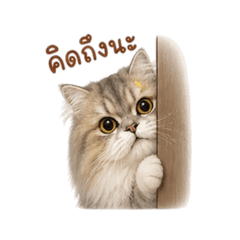 Nadialovedog