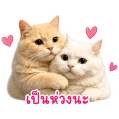 Unnamed and Almond the cats