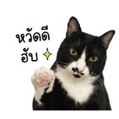 Apple cat_1