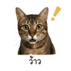 Fah Arofah_20260501211817 – LINE stickers | LINE STORE