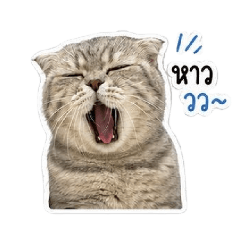 Pao Pao : The Innert Cat