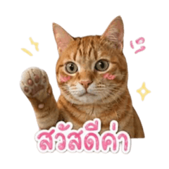 Chayen the cat V.1
