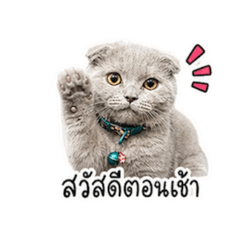 Miewmi_20260501213700