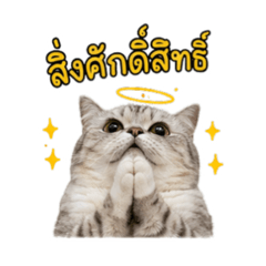 maemaewcattery