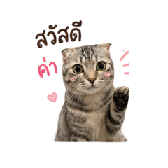 MeawBoA 1