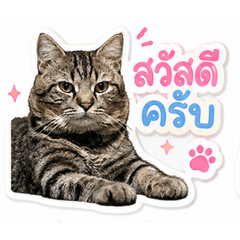 nawanit_cat