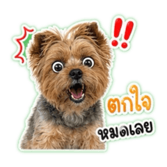 YinG_20260501220505