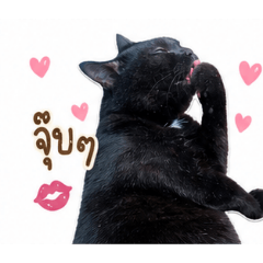 MeowMellow_20260501220002