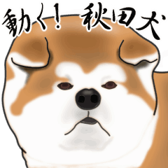 動く！秋田犬