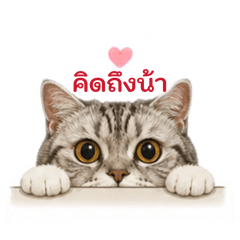SilverTheCat#3