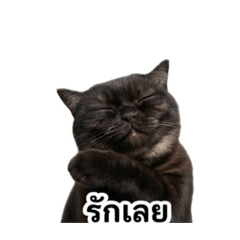 yokkoy_20260501221126