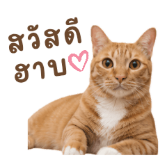 Orange cat-Madee