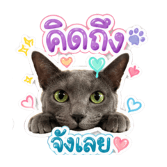 Fluffy Taro