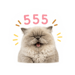 Jinju cat ver.2