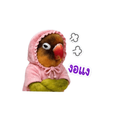 Naughty little bird