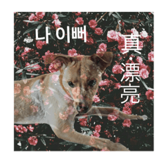 宅狗日常（二）