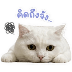Baktoopmamiu
