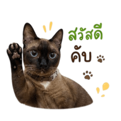 Qorlae the Siamese cat