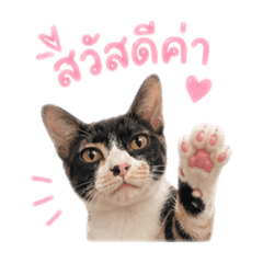 Kainao The cat