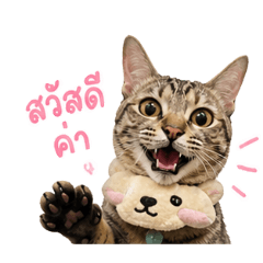Tabby Cat Me-Ngern