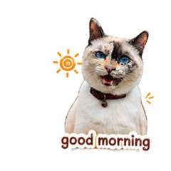 Namon_20260501230222
