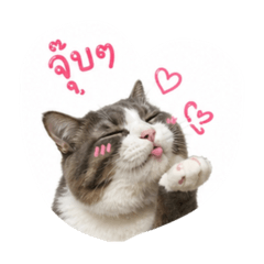 Koykoy_20260501223949