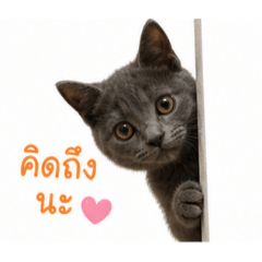 Nattapong_20260501231413