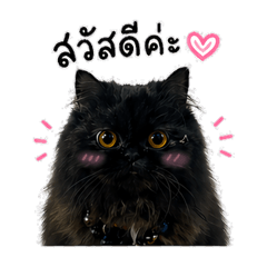 Black Meow.