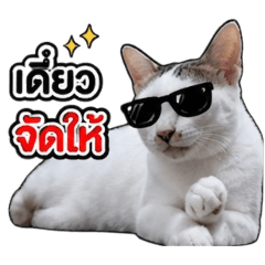 A white cat with bright red lettering
