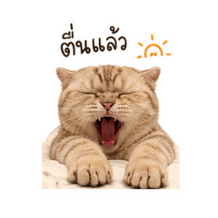 Seua Hima Kitty Cat