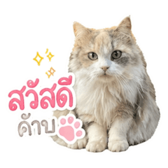 Kanchanok_687_20260501233034